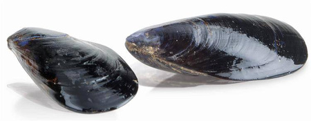 Urządzenie do płukania i mycia małży FPC305 | 5 kg | 400V